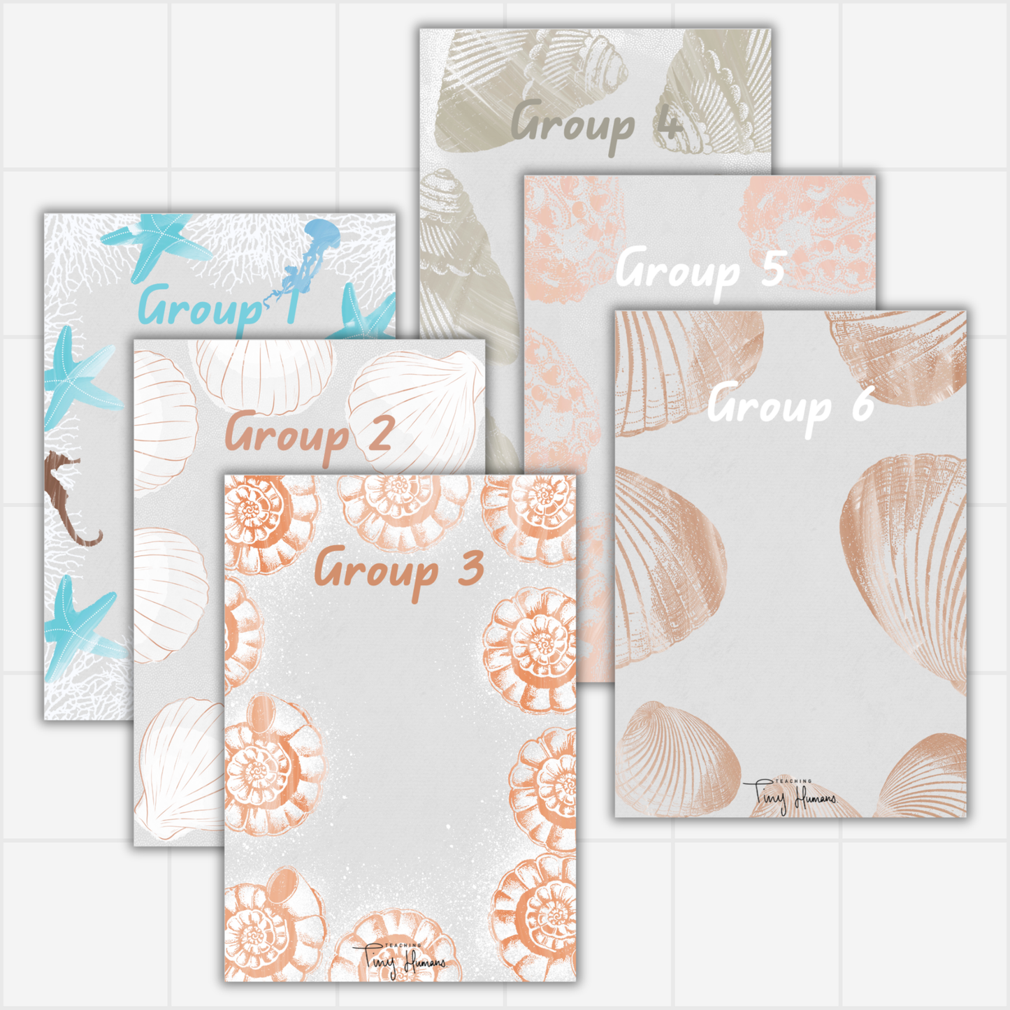 Group Displays - Sea Shell Collection. - Teaching Tiny Humans